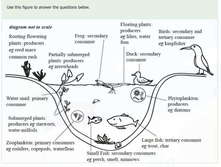 Use this figure to answer the questions below.
Floating plants:
producers
eg lilies, water tertiary consumer
fern
diagram not to scale
Birds: secondary and
Frog: secondary
Rooting flowering
plants: producers
eg reed mace
consumer
eg kingfisher
Duck: secondary
Partially submerged
plants: producers
eg arrowheads
common rush
consumer
Water snail: primary
Phytoplankton:
producers
eg diatoms
consumer
Submerged plants:
producers eg starworts,
water-milfoils
Zooplankton: primary consumers
eg roitifers, copepods, waterfleas
Large fish: tertiary consumer
eg trout, char
Small Fish: secondary consumers
eg perch, smelt, minnows
