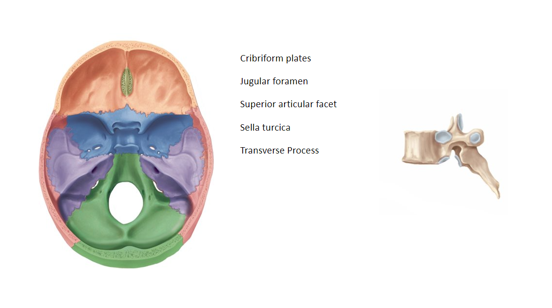 Cribriform plates
Jugular foramen
Superior articular facet
Sella turcica
Transverse Process