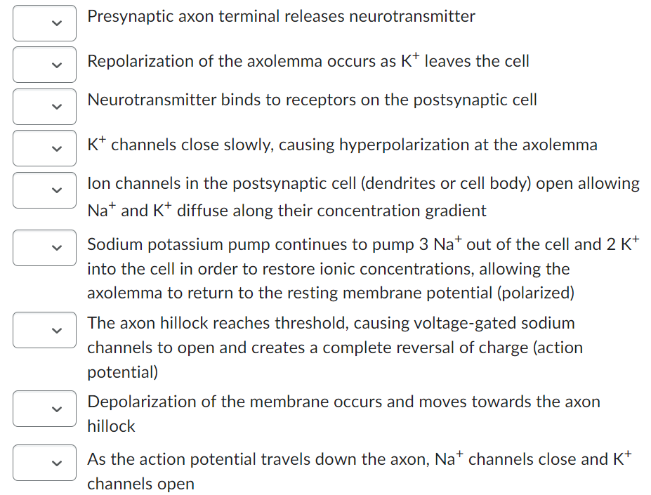 <
Presynaptic axon terminal releases neurotransmitter
Repolarization of the axolemma occurs as K+ leaves the cell
Neurotransmitter binds to receptors on the postsynaptic cell
K+ channels close slowly, causing hyperpolarization at the axolemma
lon channels in the postsynaptic cell (dendrites or cell body) open allowing
Na and K diffuse along their concentration gradient
Sodium potassium pump continues to pump 3 Na* out of the cell and 2 K+
into the cell in order to restore ionic concentrations, allowing the
axolemma to return to the resting membrane potential (polarized)
The axon hillock reaches threshold, causing voltage-gated sodium
channels to open and creates a complete reversal of charge (action
potential)
Depolarization of the membrane occurs and moves towards the axon
hillock
As the action potential travels down the axon, Na+ channels close and K+
channels open