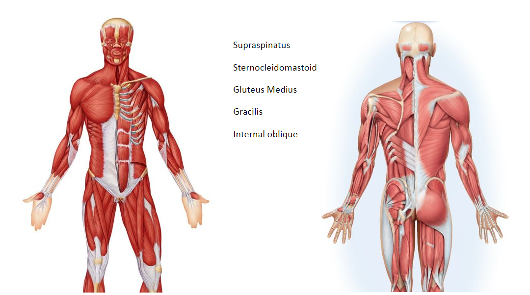 Supraspinatus
Sternocleidomastoid
Gluteus Medius
Gracilis
Internal oblique