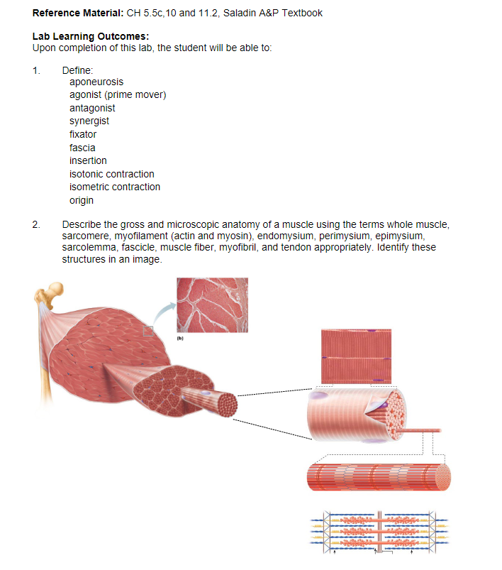 Reference Material: CH 5.5c, 10 and 11.2, Saladin A&P Textbook
Lab Learning Outcomes:
Upon completion of this lab, the student will be able to:
Define:
1.
2.
aponeurosis
agonist (prime mover)
antagonist
synergist
fixator
fascia
insertion
isotonic contraction
isometric contraction
origin
Describe the gross and microscopic anatomy of a muscle using the terms whole muscle,
sarcomere, myofilament (actin and myosin), endomysium, perimysium, epimysium,
sarcolemma, fascicle, muscle fiber, myofibril, and tendon appropriately. Identify these
structures in an image.