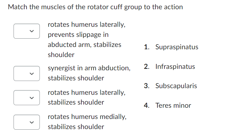 Match the muscles of the rotator cuff group to the action
rotates humerus laterally,
prevents slippage in
abducted arm, stabilizes
shoulder
D
synergist in arm abduction,
stabilizes shoulder
rotates humerus laterally,
stabilizes shoulder
rotates humerus medially,
stabilizes shoulder
1. Supraspinatus
2. Infraspinatus
3. Subscapularis
4. Teres minor