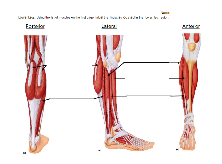 Name
Lower Leg: Using the list of muscles on the first page, label the muscles located in the lower leg region.
Posterior
Lateral
(a)
(a)
(a)
Anterior