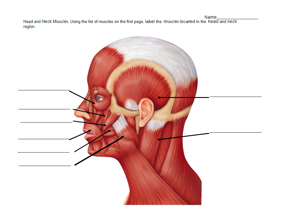 Name
Head and Neck Muscles: Using the list of muscles on the first page, label the muscles located in the head and neck
region.