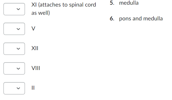 XI (attaches to spinal cord
as well)
V
XII
VIII
||
5. medulla
6. pons and medulla
