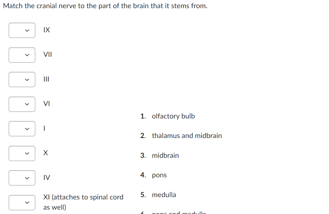 Match the cranial nerve to the part of the brain that it stems from.
<
>
<
>
>
IX
VII
|||
VI
X
IV
XI (attaches to spinal cord
as well)
1. olfactory bulb
2. thalamus and midbrain
3. midbrain
4. pons
5. medulla
ons and modulla