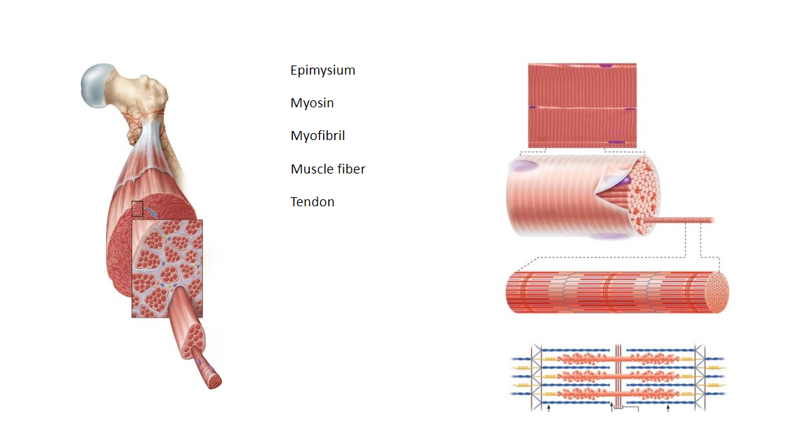 Epimysium
Myosin
Myofibril
Muscle fiber
Tendon
www
….......
Bahan five