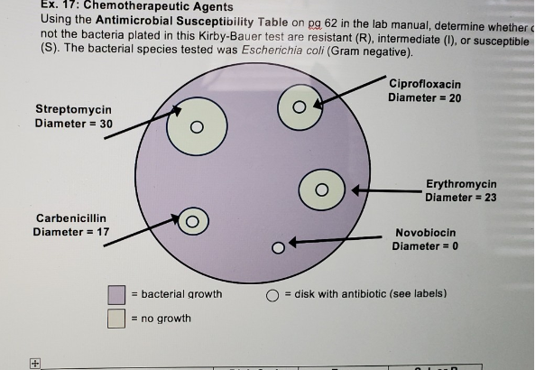 Ex. 17: Chemotherapeutic Agents
Using the Antimicrobial Susceptibility Table on pg 62 in the lab manual, determine whether
not the bacteria plated in this Kirby-Bauer test are resistant (R), intermediate (I), or susceptible
(S). The bacterial species tested was Escherichia coli (Gram negative).
Ciprofloxacin
Diameter = 20
Streptomycin
Diameter 30
Carbenicillin
Diameter 17
+
Erythromycin
Diameter = 23
Novobiocin
Diameter = 0
bacterial growth
= disk with antibiotic (see labels)
= no growth