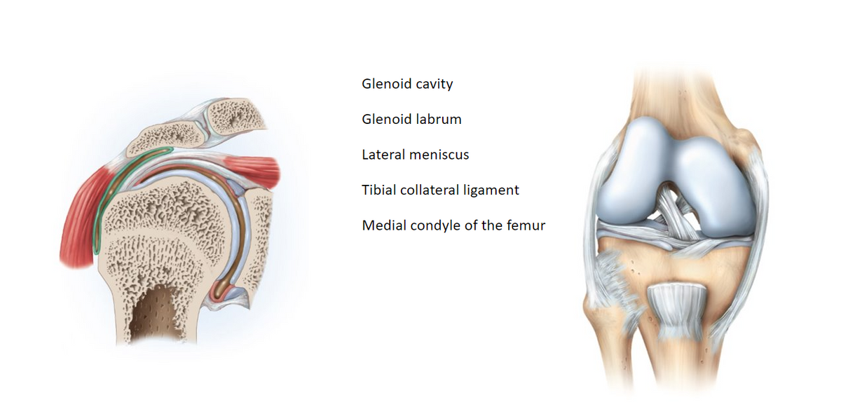 Glenoid cavity
Glenoid labrum
Lateral meniscus
Tibial collateral ligament
Medial condyle of the femur