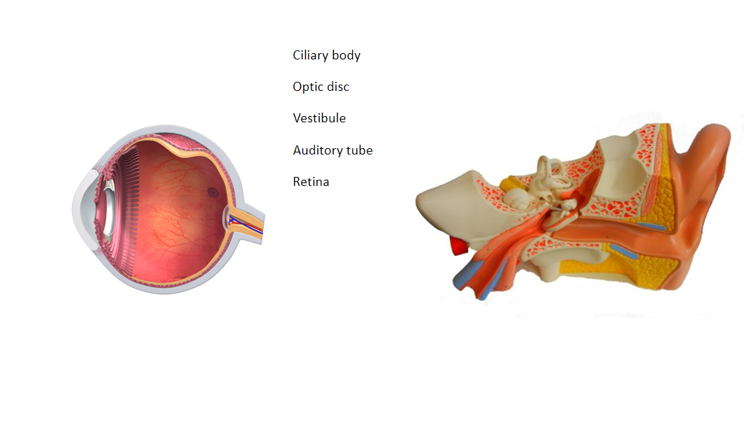 Ciliary body
Optic disc
Vestibule
Auditory tube
Retina