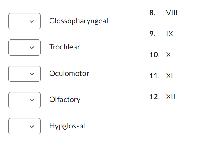 Glossopharyngeal
Trochlear
Oculomotor
Olfactory
Hypglossal
8. VIII
9. IX
10. X
11. XI
12. XII