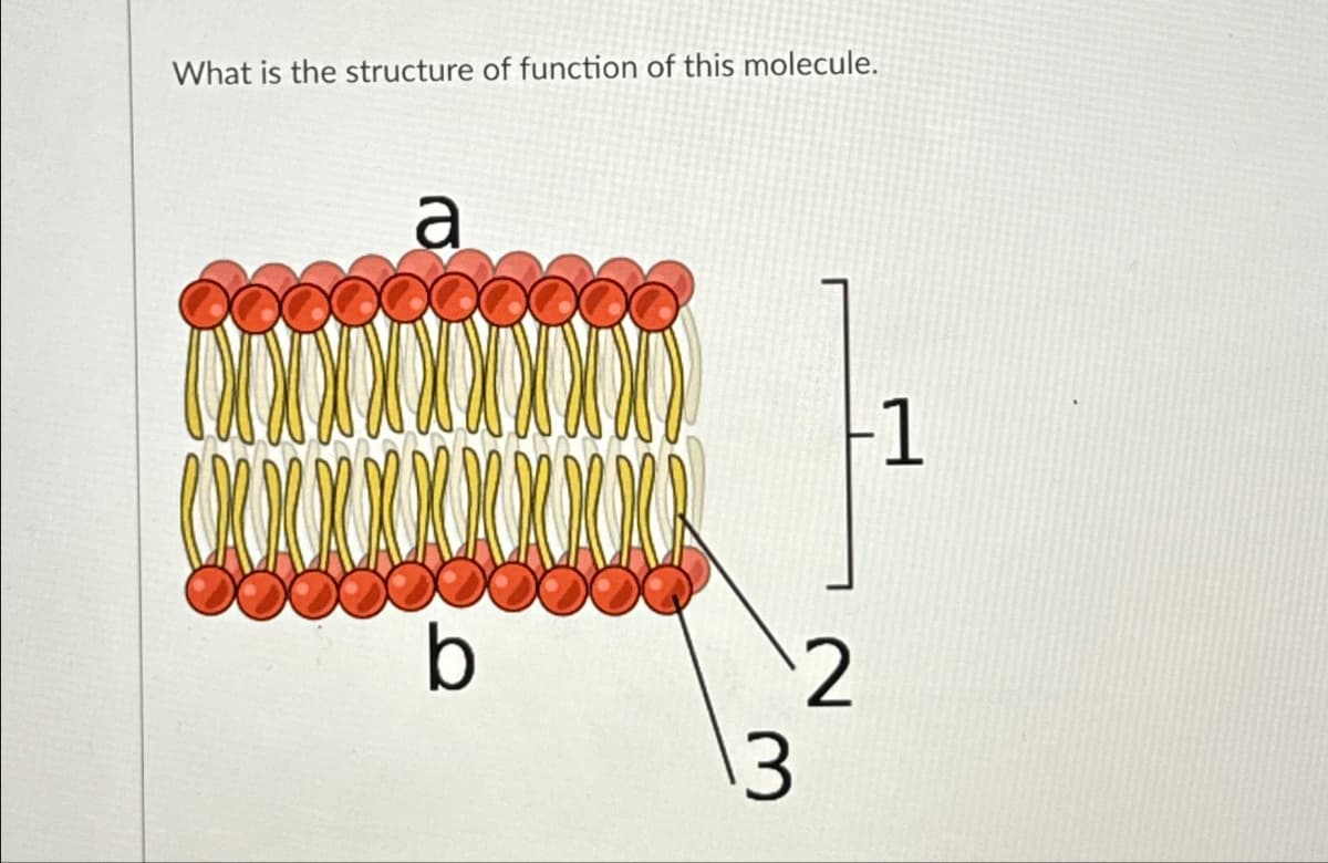 What is the structure of function of this molecule.
a
w x x x x x x x x x
b
-1
2
3