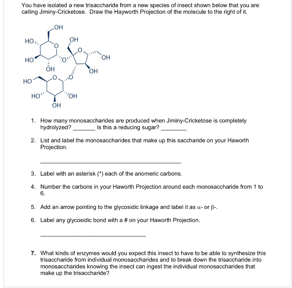 You have isolated a new trisaccharide from a new species of insect shown below that you are
calling Jiminy-Cricketose. Draw the Hayworth Projection of the molecule to the right of it.
но...
HO
HO
HO`
OH
OH
OH
'OH
OH
OH
OH
1. How many monosaccharides are produced when Jiminy-Cricketose is completely
hydrolyzed?
Is this a reducing sugar?
2. List and label the monosaccharides that make up this saccharide on your Haworth
Projection.
3. Label with an asterisk (*) each of the anomeric carbons.
4. Number the carbons in your Haworth Projection around each monosaccharide from 1 to
6.
5. Add an arrow pointing to the glycosidic linkage and label it as a- or B-.
6. Label any glycosidic bond with a # on your Haworth Projection.
7. What kinds of enzymes would you expect this insect to have to be able to synthesize this
trisaccharide from individual monosaccharides and to break down the trisaccharide into
monosaccharides knowing the insect can ingest the individual monosaccharides that
make up the trisaccharide?
