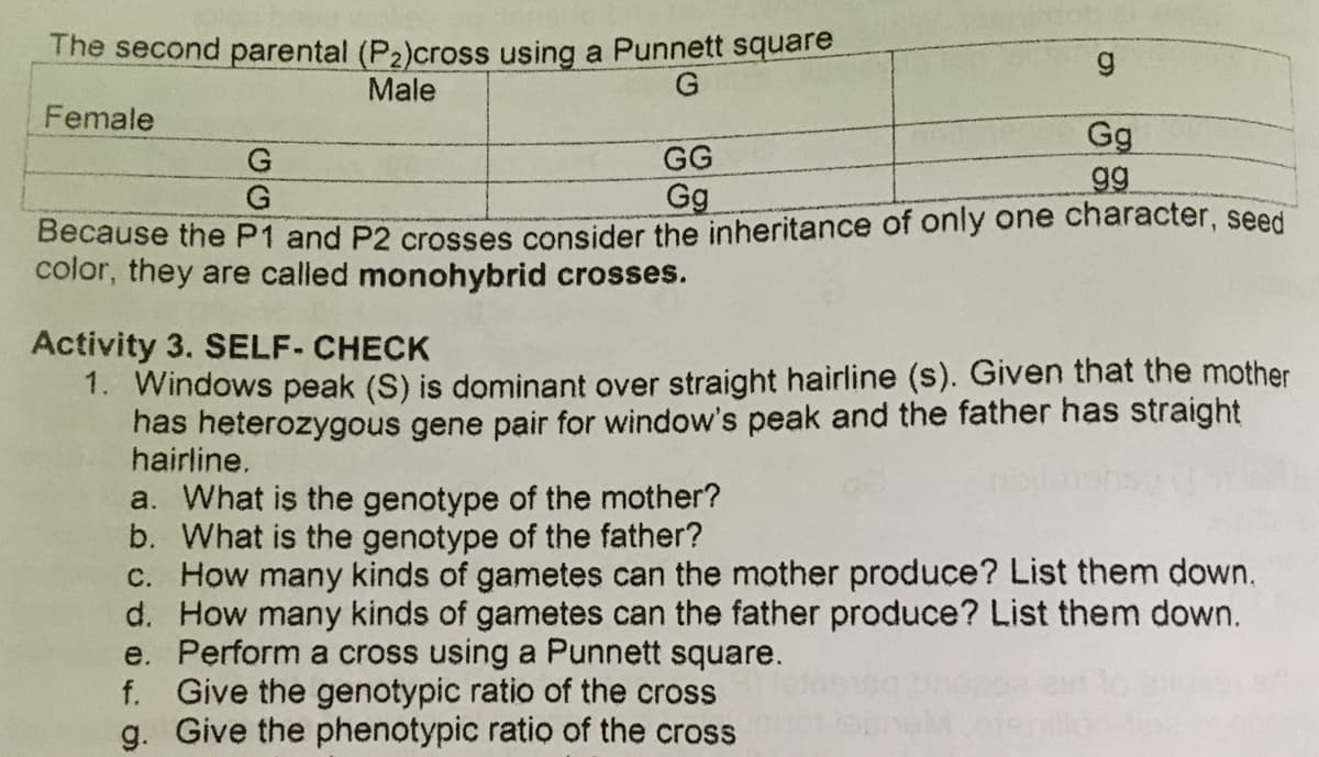 The second parental (P2)cross using a Punnett square
Male
Female
Gg
gg
G
GG
Gg
Because the P1 and P2 crosses consider the inheritance of only one character, seed
color, they are called monohybrid crosses.
Activity 3. SELF- CHECK
1. Windows peak (S) is dominant over straight hairline (s). Given that the mother
has heterozygous gene pair for window's peak and the father has straight
hairline.
a. What is the genotype of the mother?
b. What is the genotype of the father?
C. How many kinds of gametes can the mother produce? List them down.
d. How many kinds of gametes can the father produce? List them down.
e. Perform a cross using a Punnett square.
f. Give the genotypic ratio of the cross
g. Give the phenotypic ratio of the cross
