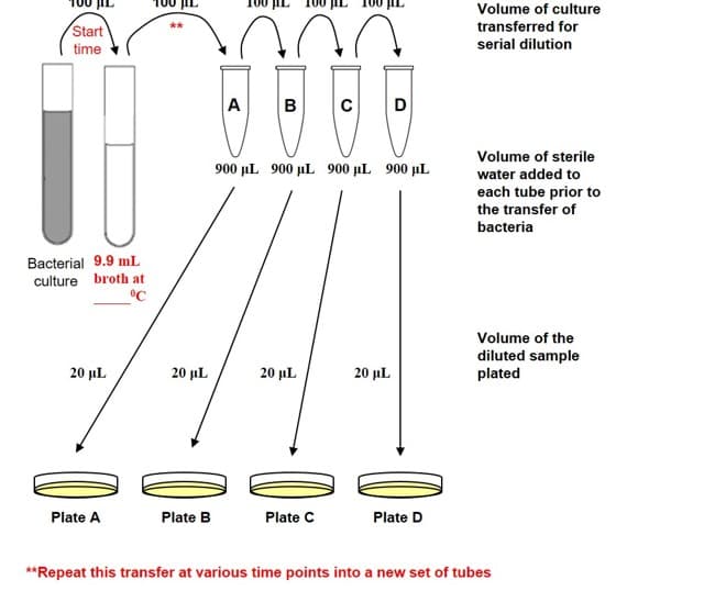 Volume of culture
Start
transferred for
**
time
serial dilution
A
B
Volume of sterile
900 µL 900 µL 900 µL 900 µL
water added to
each tube prior to
the transfer of
bacteria
Bacterial 9.9 mL
culture broth at
°C
Volume of the
diluted sample
plated
20 µL
20 µL
20 µL
20 µL
Plate A
Plate B
Plate C
Plate D
**Repeat this transfer at various time points into a new set of tubes
