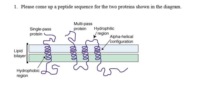 1. Please come up a peptide sequence for the two proteins shown in the diagram.
Multi-pass
protein
Single-pass
protein
Hydrophilic
region
Alpha-helical
/configuration
Lipid
bilayer
Hydrophobic
region
00000
00000

