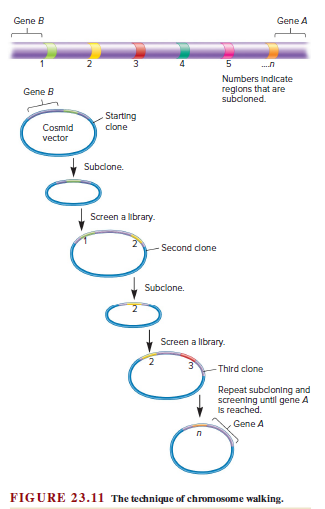 Gene B
Gene A
4
Numbers Indicate
reglons that are
subcloned.
Gene B
Starting
clone
Cosmid
vector
Subclone.
Screen a library.
Second clone
Subclone.
Screen a library.
-Third clone
Repeat subcloning and
screening until gene A
Is reached.
Gene A
FIGURE 23.11 The technique of chromosoome walking.
