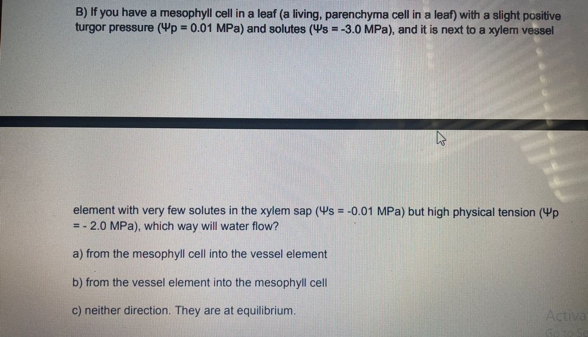 B) If you have a mesophyll cell in a leaf (a living, parenchyma cell in a leaf) with a slight positive
turgor pressure (Yp = 0.01 MPa) and solutes (Ys = -3.0 MPa), and it is next to a xylem vessel
element with very few solutes in the xylem sap (Ys = -0.01 MPa) but high physical tension (Yp
= - 2.0 MPa), which way will water flow?
a) from the mesophyll cell into the vessel element
b) from the vessel element into the mesophyll cell
c) neither direction. They are at equilibrium.
Activa
GoroSe
