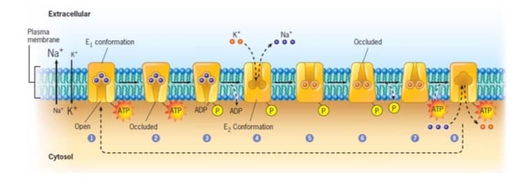 Extracellular
Plasma
membrane
E, conformation
Occluded
Na* K
DODL
Na" K*
ATP
ATP
ADP P ADP
ATP
Open
Occluded
E, Conformation
Cytosol
