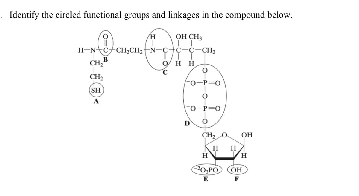 . dentify the circled functional groups and linkages in the compound below.
ОН СНз
H-NC+CH2CH2-N-C+ç-c-CH2
В
CH2
O H H
CH2
0-P=0
(SH
A
-0-P=0
D
CH2 O
ОН
H
H
н
(20;PO
OH
E
F
