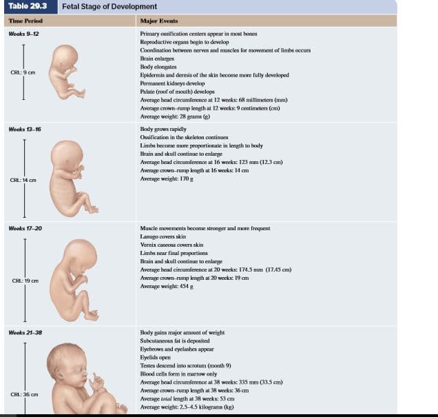 Table 29.3
Fetal Stage of Development
Time Period
Major Events
Primary ossification centers appear in most bones
Reproductive organs begin to develop
Wooks 9-12
Coordination between nerves and muscles for movement of limbs occurs
Brain enlarges
Body elongates
Epidermis and dermis of the skin become more fully devekoped
Permanent kidneys develop
Palate (roof of mouth) develops
CRL: 9 cm
Average head circumference at 12 weeks: 68 millimeters (mm)
Average crown-rump length at 12 weeks: 9 centimeters (em)
Average weight: 28 grams (g)
Woeks 13-16
Body grows rapidly
Ossification in the skeleton continues
Limbs become more propartionate in length to body
Brain and skull eontinue to enlarge
Average head circumference at 16 weeks: 123 mm (12.3 cm)
Average crown unp length at 16 weeks 14 em
Average weight: 170g
CRL: 14 cm
Wooks 17-2O
Muscle movements become stronger and more frequent
Lanugo covers skin
Vernix caseosa covers skin
Limhs near final proportions
Brain and skull contimue to enlarge
Average head circumference at 20 weeks: 174.5 mm (17.45 cm)
Average crown-rump length at 20 weeks: 19 cm
Average weight: 454 g
CRL: 19 cm
Wooks 21-38
Body gains major amount of weight
Subcutancous fat is deposited
Eyebrown and eyelashes appear
Eyelids open
Testes descend into scrotum (month 9)
Blood cells form in marrow only
Average head circumference at 38 wocks: 335 mm (33.5 cm)
Average crown-rump length at 38 weeks 36 cm
Average tolal length at 38 weeks: 53 cm
Average weight: 2.5-4.5 kilograms (kg)
CHL: 36 cm
