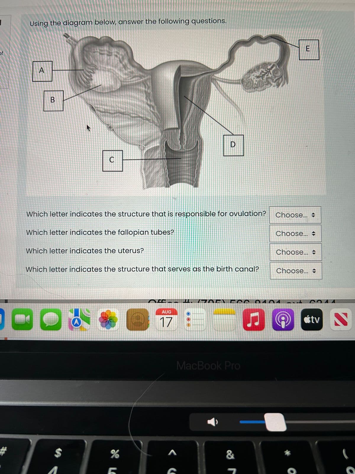 ]
of
Using the diagram below, answer the following questions.
A
B
C
Which letter indicates the structure that is responsible for ovulation?
Which letter indicates the fallopian tubes?
Which letter indicates the uterus?
$
Which letter indicates the structure that serves as the birth canal?
A
%
D
AUG
17
D
01 LOCK
A
C
MacBook Pro
&
♫
E
Choose...
Choose...
Choose...
Choose...
O
C044
stv S
O
