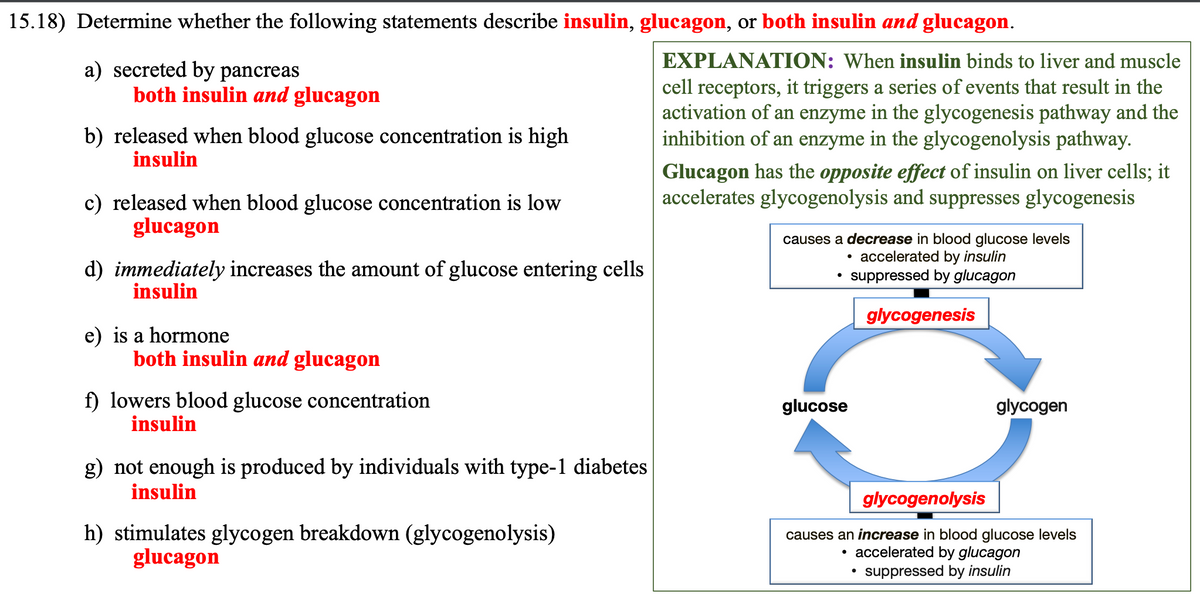 15.18) Determine whether the following statements describe insulin, glucagon, or both insulin and glucagon.
a) secreted by pancreas
both insulin and glucagon
b) released when blood glucose concentration is high
insulin
c) released when blood glucose concentration is low
glucagon
d) immediately increases the amount of glucose entering cells
insulin
e) is a hormone
both insulin and glucagon
f) lowers blood glucose concentration
insulin
g) not enough is produced by individuals with type-1 diabetes
insulin
h) stimulates glycogen breakdown (glycogenolysis)
glucagon
EXPLANATION: When insulin binds to liver and muscle
cell receptors, it triggers a series of events that result in the
activation of an enzyme in the glycogenesis pathway and the
inhibition of an enzyme in the glycogenolysis pathway.
Glucagon has the opposite effect of insulin on liver cells; it
accelerates glycogenolysis and suppresses glycogenesis
causes a decrease in blood glucose levels
• accelerated by insulin
suppressed by glucagon
glucose
glycogenesis
●
glycogen
glycogenolysis
causes an increase in blood glucose levels
• accelerated by glucagon
suppressed by insulin