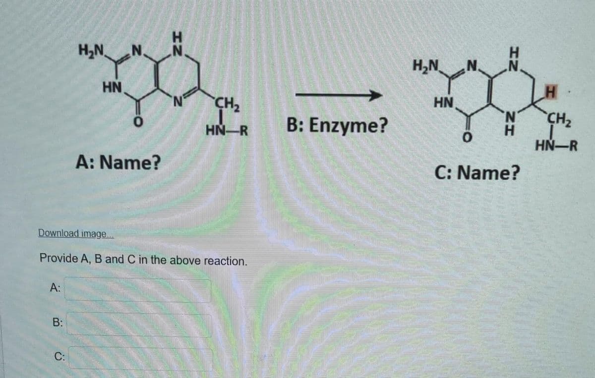 H.
H,N.
N.
N.
H,N
N.
.N.
HN
N'
HN
N.
H.
HN-R
HN-R
B: Enzyme?
A: Name?
C: Name?
Download image...
Provide A, B and C in the above reaction.
A:
B:
C:
