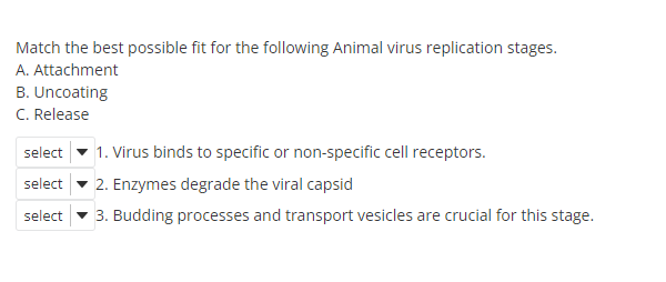 Match the best possible fit for the following Animal virus replication stages.
A. Attachment
B. Uncoating
C. Release
select
1. Virus binds to specific or non-specific cell receptors.
select - 2. Enzymes degrade the viral capsid
select - 3. Budding processes and transport vesicles are crucial for this stage.
