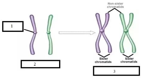 Non-sister
chromatids
X8
1
Sister
Sister
chromatids
chromatids
2
3
