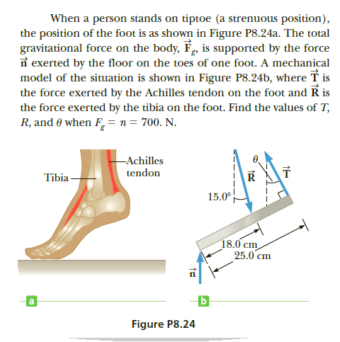 When a person stands on tiptoe (a strenuous position),
the position of the foot is as shown in Figure P8.24a. The total
gravitational force on the body, F, is supported by the force
n exerted by the floor on the toes of one foot. A mechanical
model of the situation is shown in Figure P8.24b, where T is
the force exerted by the Achilles tendon on the foot and R is
the force exerted by the tibia on the foot. Find the values of T,
R, and 0 when F, = n = 700. N.
-Achilles
tendon
Tibia
15.0°
18.0 cm
25.0 cm
Figure P8.24

