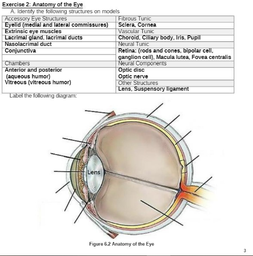 Exercise 2: Anatomy of the Eye
A. Identify the following structures on models
Accessory Eye Structures
Eyelid (medial and lateral commissures)
Extrinsic eye muscles
Lacrimal gland, lacrimal ducts
Nasolacrimal duct
Conjunctiva
Chambers
Anterior and posterior
(aqueous humor)
Vitreous (vitreous humor)
Label the following diagram:
Lens
Fibrous Tunic
Sclera, Cornea
Vascular Tunic
Choroid, Ciliary body, Iris, Pupil
Neural Tunic
Retina: (rods and cones, bipolar cell,
ganglion cell), Macula lutea, Fovea centralis
Neural Components
Optic disc
Optic nerve
Other Structures
Lens, Suspensory ligament
Figure 6.2 Anatomy of the Eye
3