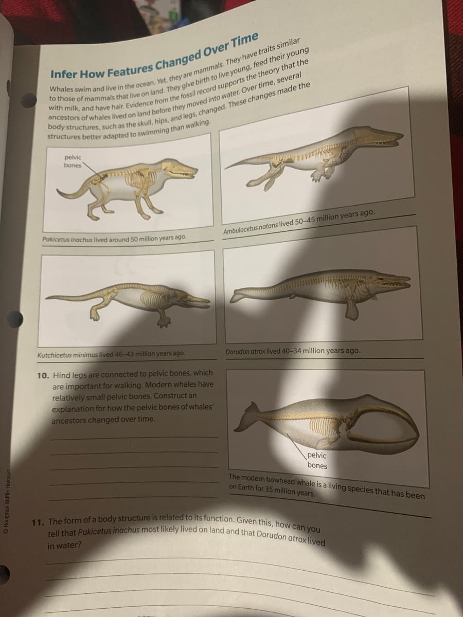 11. The form of a body structure is related to its function. Given this, how can you
tell that Pakicetus inachus most likely lived on land and that Dorudon atrox lived
pelvic
bones
Pakicetus inachus lived around 50 million years ago.
Ambulocetus natans lived 50-45 million years ago.
Kutchicetus minimus lived 46-43 million years ago.
Dorudon atrox lived 40-34 million years ago.
10. Hind legs are connected to pelvic bones, which
are important for walking. Modern whales have
relatively small pelvic bones. Construct an
explanation for how the pelvic bones of whales'
ancestors changed over time.
pelvic
bones
The modern bowhead whale is a living species that has been
on Earth for 35 million years.
in water?
