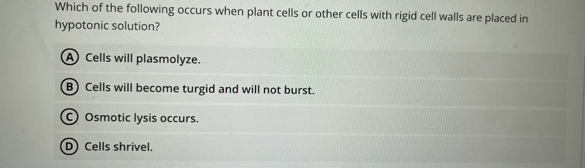 Which of the following occurs when plant cells or other cells with rigid cell walls are placed in
hypotonic solution?
A Cells will plasmolyze.
B Cells will become turgid and will not burst.
Osmotic lysis occurs.
Cells shrivel.
