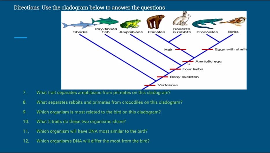 Directions: Use the cladogram below to answer the questions
Ray-finned
fish
Rodents
& rabbits Crocodiles
Sharks
Amphibians Primates
Birds
Eggs with shelle
Hair
Amniotic egg
Four limbs
Bony skeleton
Vertebrae
7.
What trait separates amphibians from primates on this cladogram?
What separates rabbits and primates from crocodiles on this cladogram?
9.
Which organism is most related to the bird on this cladogram?
10.
What 5 traits do these two organisms share?
11.
Which organism will have DNA most similar to the bird?
12.
Which organism's DNA will differ the most from the bird?
8.
