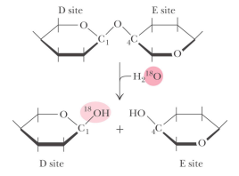 D site
D site
18 OH
+
E site
-H₂O
HO
E site