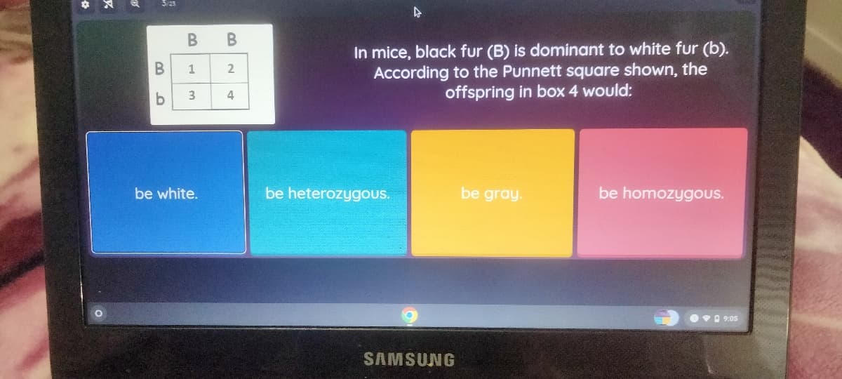 B
b
B
1
3
be white.
B
2
4
In mice, black fur (B) is dominant to white fur (b).
According to the Punnett square shown, the
offspring in box 4 would:
be heterozygous.
SAMSUNG
be gray.
be homozygous.
09:05