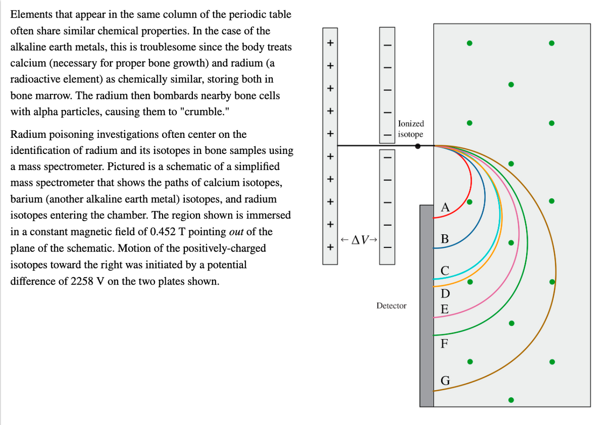 Elements that appear in the same column of the periodic table
often share similar chemical properties. In the case of the
alkaline earth metals, this is troublesome since the body treats
calcium (necessary for proper bone growth) and radium (a
radioactive element) as chemically similar, storing both in
bone marrow. The radium then bombards nearby bone cells
with alpha particles, causing them to "crumble."
Ionized
Radium poisoning investigations often center on the
identification of radium and its isotopes in bone samples using
isotope
a mass spectrometer. Pictured is a schematic of a simplified
mass spectrometer that shows the paths of calcium isotopes,
barium (another alkaline earth metal) isotopes, and radium
+
A
isotopes entering the chamber. The region shown is immersed
in a constant magnetic field of 0.452 T pointing out of the
plane of the schematic. Motion of the positively-charged
+AV→
В
isotopes toward the right was initiated by a potential
difference of 2258 V on the two plates shown.
Detector
E
F
+
+
+
+
+
+
+
