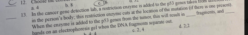 - 12. Ch
a. 4
b. 8
c. 16
13. In the cancer gene detection lab, a restriction enzyme is added to the p53 genes taken froi
in the person's body; this restriction enzyme cuts at the location of the mutation (if there is one present).
When the enzyme is added to the p53 genes from the tumor, this will result in
bands on an electrophoresis gel when the DNA fragments separate out.
_fragments, and
с. 23B 4
d. 2;2
