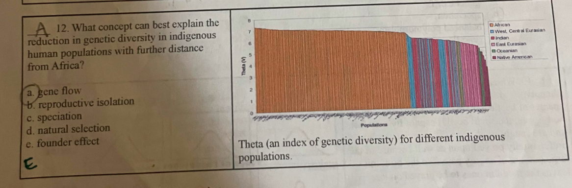 A 12. What concept can best explain the
reduction in genetic diversity in indigenous
human populations with further distance
from Africa?
a. gene flow
b. reproductive isolation
c. speciation
d. natural selection
e. founder effect
E
DAfrican
West, Central Eurasian
Indian
East Eurasian
Oceanian
Native American
Populations
Theta (an index of genetic diversity) for different indigenous
populations.