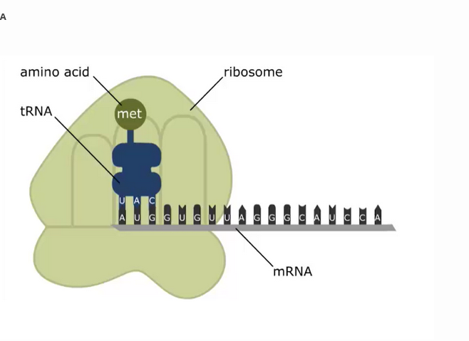 LA
amino acid,
ribosome
TRNA,
met
UA C
AUGGUG UUAG G G CAU C c A
`MRNA
