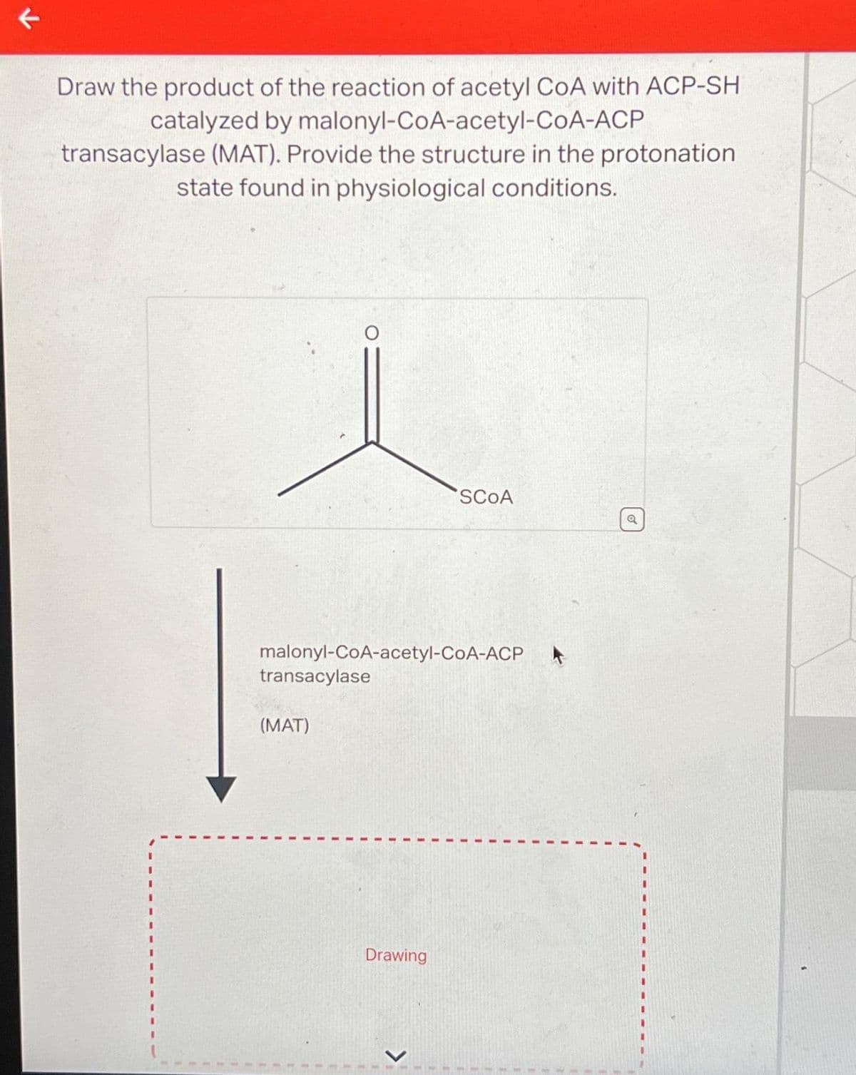 ←
Draw the product of the reaction of acetyl CoA with ACP-SH
catalyzed by malonyl-CoA-acetyl-CoA-ACP
transacylase (MAT). Provide the structure in the protonation
state found in physiological conditions.
malonyl-CoA-acetyl-CoA-ACP
transacylase
(MAT)
SCOA
Drawing
o