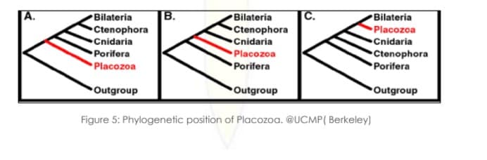 Bilateria
В.
Bilateria
C.
Bilateria
Ctenophora
Cnidaria
Ctenophora
Cnidaria
Placozoa
Cnidaria
Porifera
Placozoa
Ctenophora
Placozoa
Porifera
Porifera
Outgroup
Outgroup
Outgroup
Figure 5: Phylogenetic position of Placozoa. @UCMP( Berkeley)
