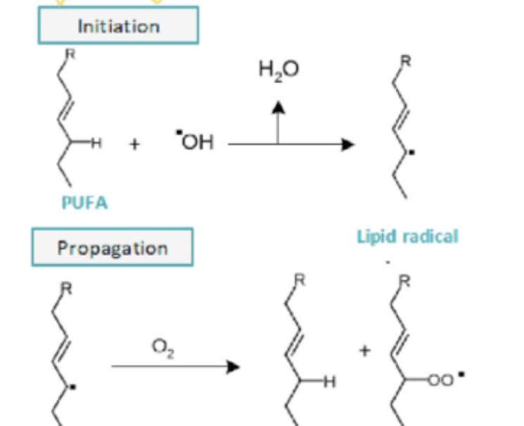 Initiation
PUFA
+ "OH
Propagation
0₂
H₂O
Lipid radical