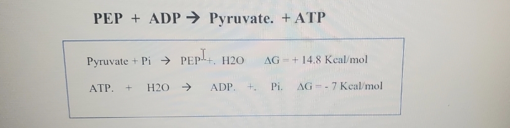 PEP ADP Pyruvate. + ATP
Pyruvate Pi PEP+. H2O AG 14.8 Kcal/mol
ATP. + H2O->
ADP. + Pi.
AG 7 Kcal/mol