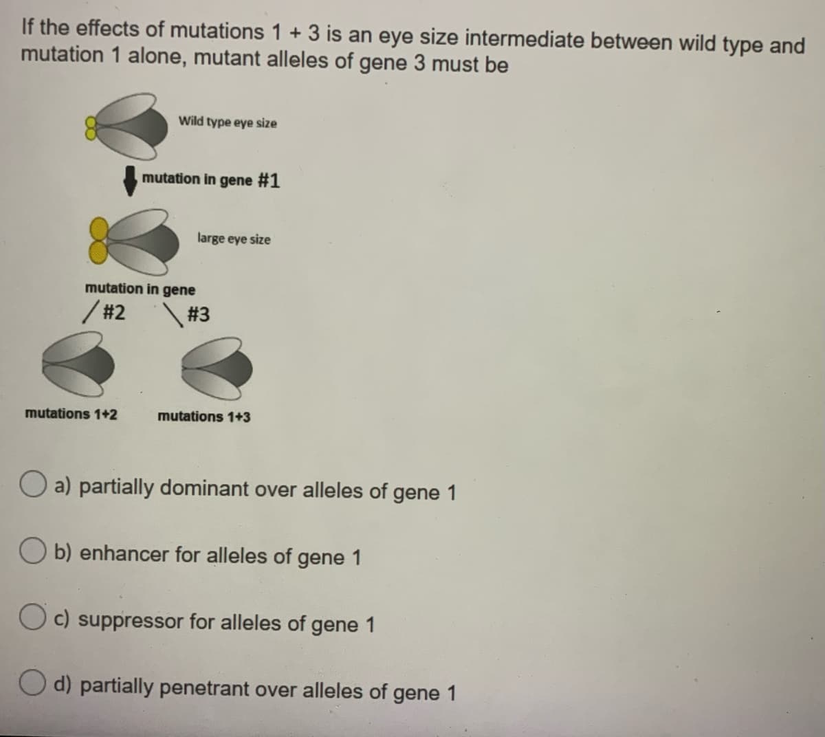 If the effects of mutations 1 + 3 is an eye size intermediate between wild type and
mutation 1 alone, mutant alleles of gene 3 must be
Wild type eye size
mutation in gene #1
large eye size
mutation in gene
/#2
# 3
mutations 1+2
mutations 1+3
O a) partially dominant over alleles of gene 1
O b) enhancer for alleles of gene 1
O c) suppressor for alleles of gene 1
d) partially penetrant over alleles of gene 1
