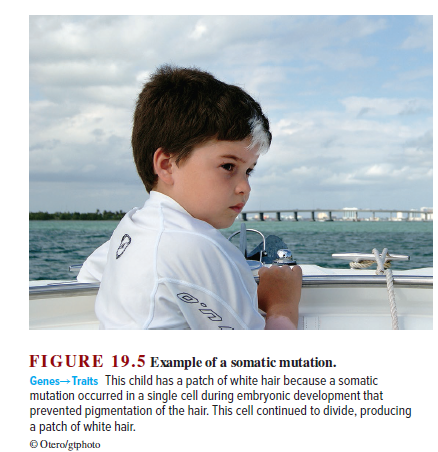 FIGURE 19.5 Example of a somatic mutation.
Genes- Traits This child has a patch of white hair because a somatic
mutation occurred in a single cell during embryonic development that
prevented pigmentation of the hair. This cell continued to divide, producing
a patch of white hair.
© Otero/gtphoto
