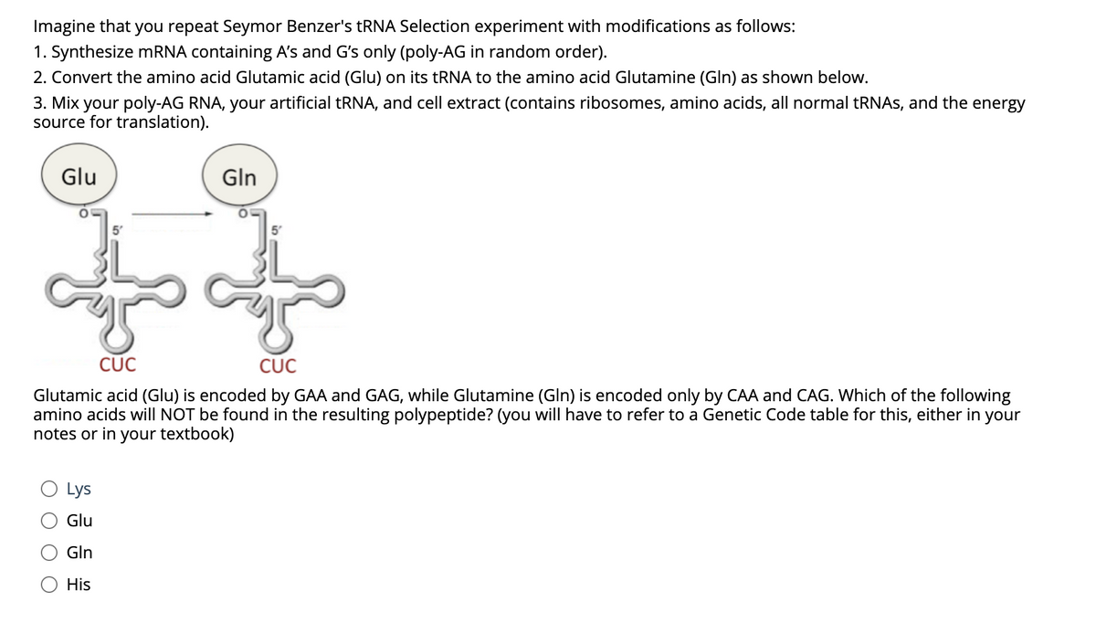 Imagine that you repeat Seymor Benzer's tRNA Selection experiment with modifications as follows:
1. Synthesize mRNA containing A's and G's only (poly-AG in random order).
2. Convert the amino acid Glutamic acid (Glu) on its tRNA to the amino acid Glutamine (Gln) as shown below.
3. Mix your poly-AG RNA, your artificial tRNA, and cell extract (contains ribosomes, amino acids, all normal tRNAs, and the energy
source for translation).
Glu
Gln
afs of
CUC
CUC
Glutamic acid (Glu) is encoded by GAA and GAG, while Glutamine (Gln) is encoded only by CAA and CAG. Which of the following
amino acids will NOT be found in the resulting polypeptide? (you will have to refer to a Genetic Code table for this, either in your
notes or in your textbook)
Lys
Glu
Gln
His