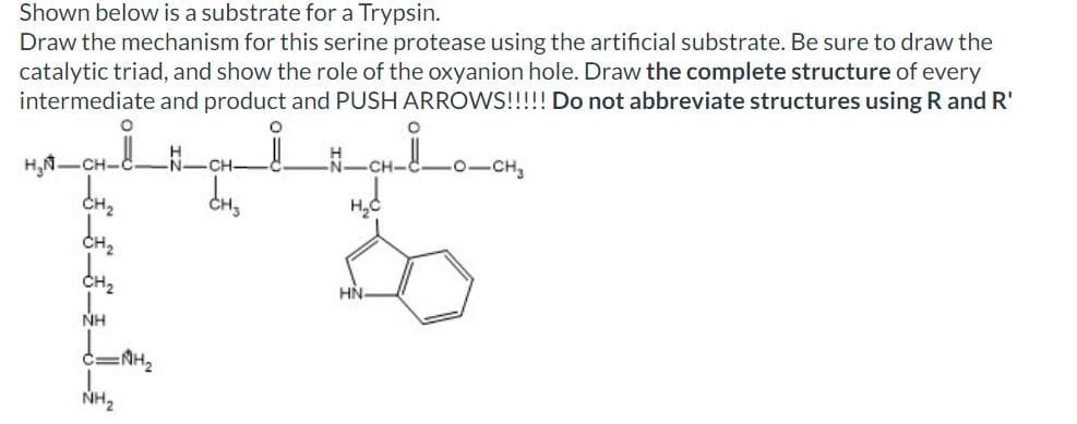 Shown below is a substrate for a Trypsin.
Draw the mechanism for this serine protease using the artificial substrate. Be sure to draw the
catalytic triad, and show the role of the oxyanion hole. Draw the complete structure of every
intermediate and product and PUSH ARROWS!!!!! Do not abbreviate structures using R and R'
H₂N
_N_CH.
сно
CH₂
CH₂
CH₂
NH
d=19H₂
NH₂
O
CH-
H₂C
HN
O
CH
