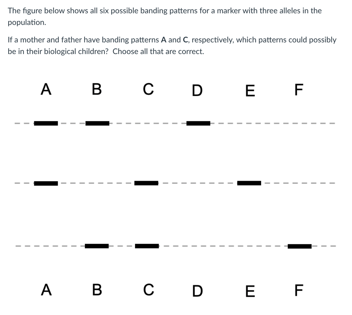 The figure below shows all six possible banding patterns for a marker with three alleles in the
population.
If a mother and father have banding patterns A and C, respectively, which patterns could possibly
be in their biological children? Choose all that are correct.
A B C D E F
|
|
I
A B C D E F